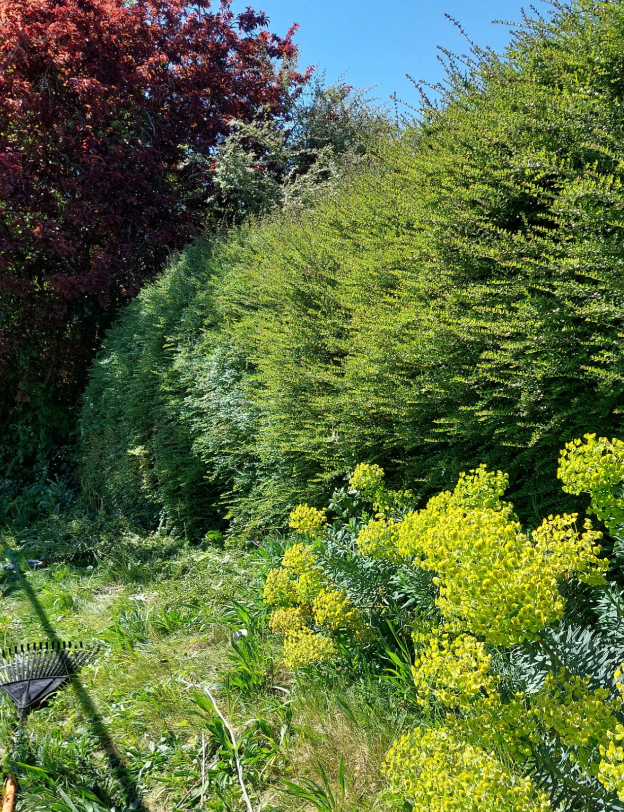 Hedge before cutting
