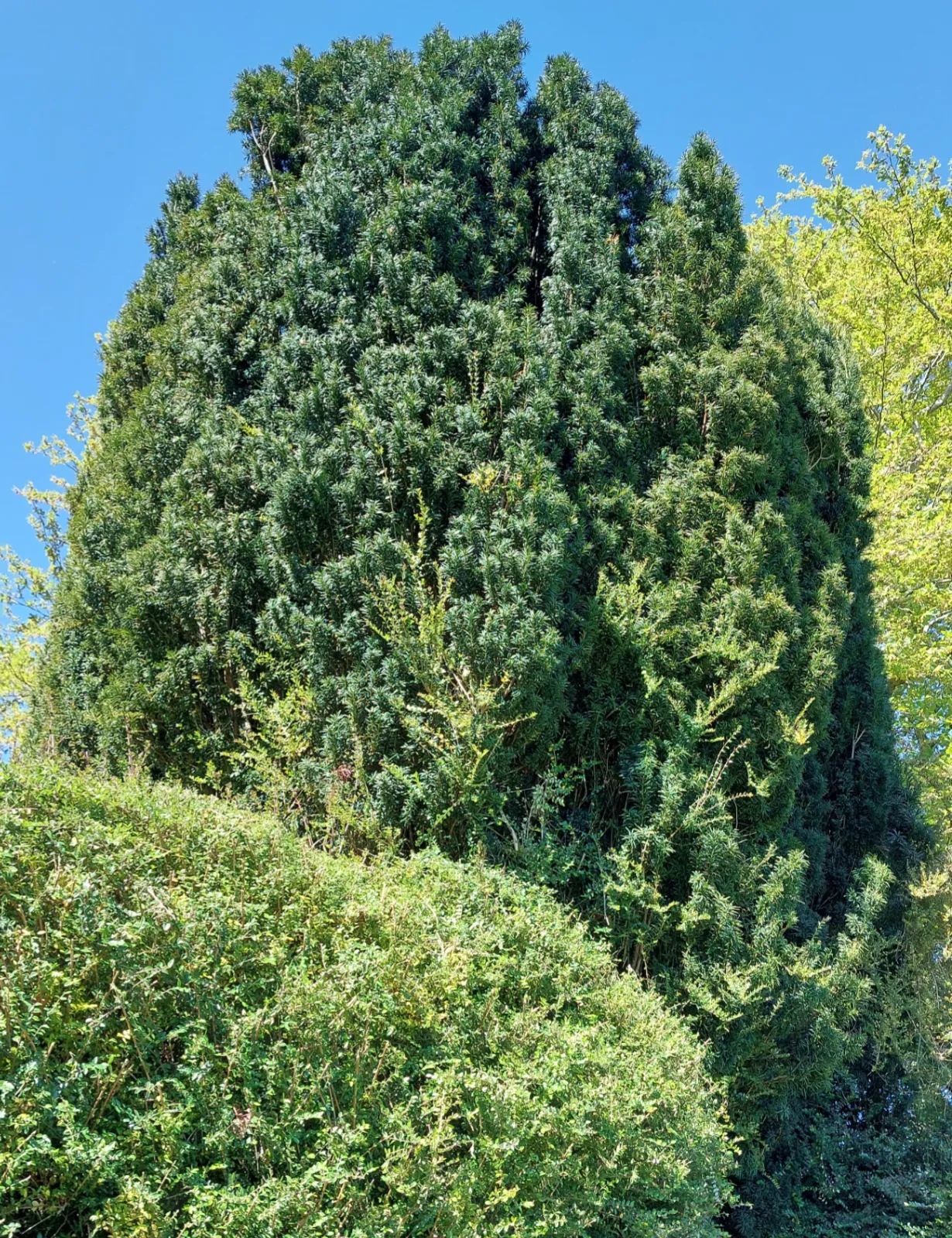 Hedge cutting in progress
