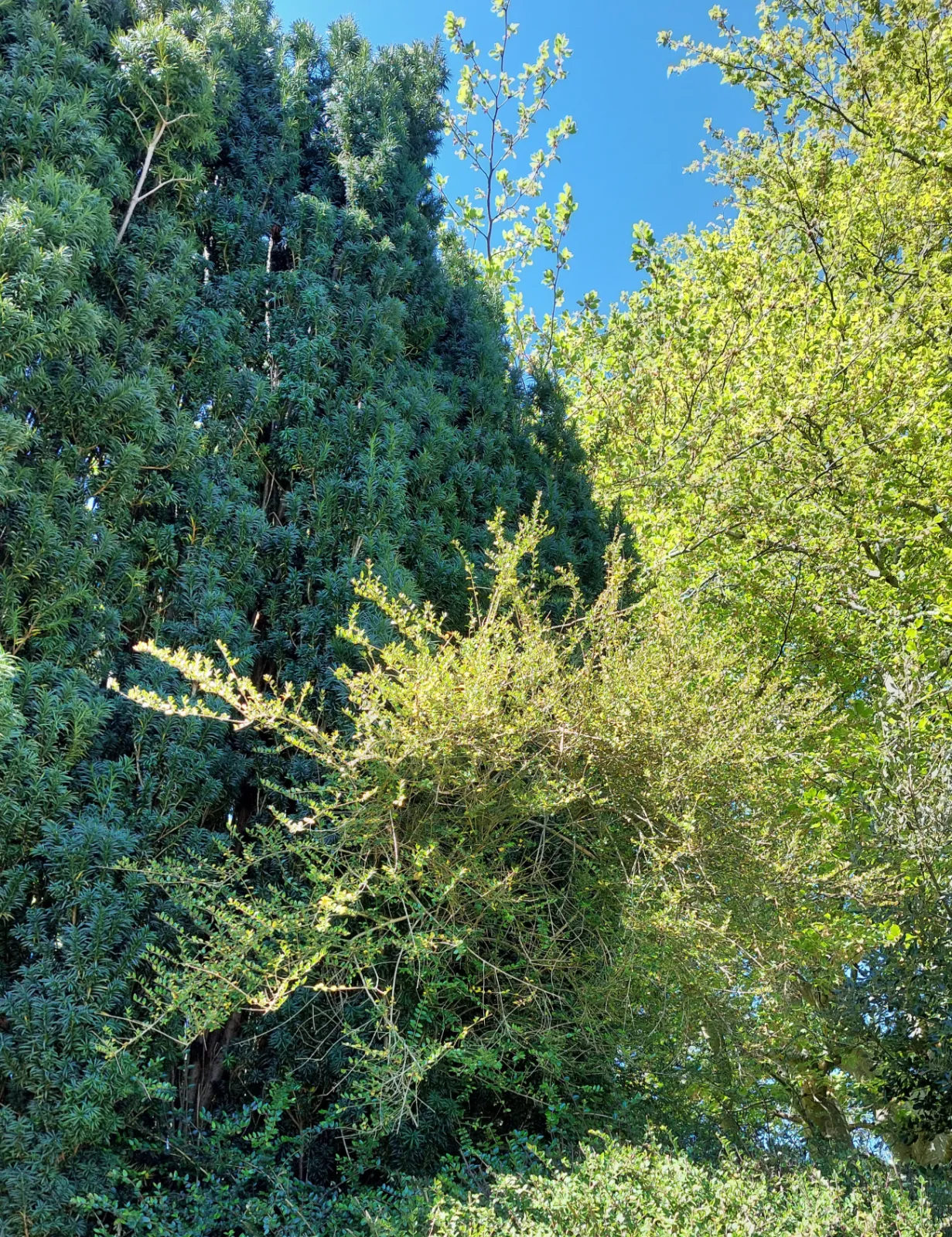 Hedge trimming work