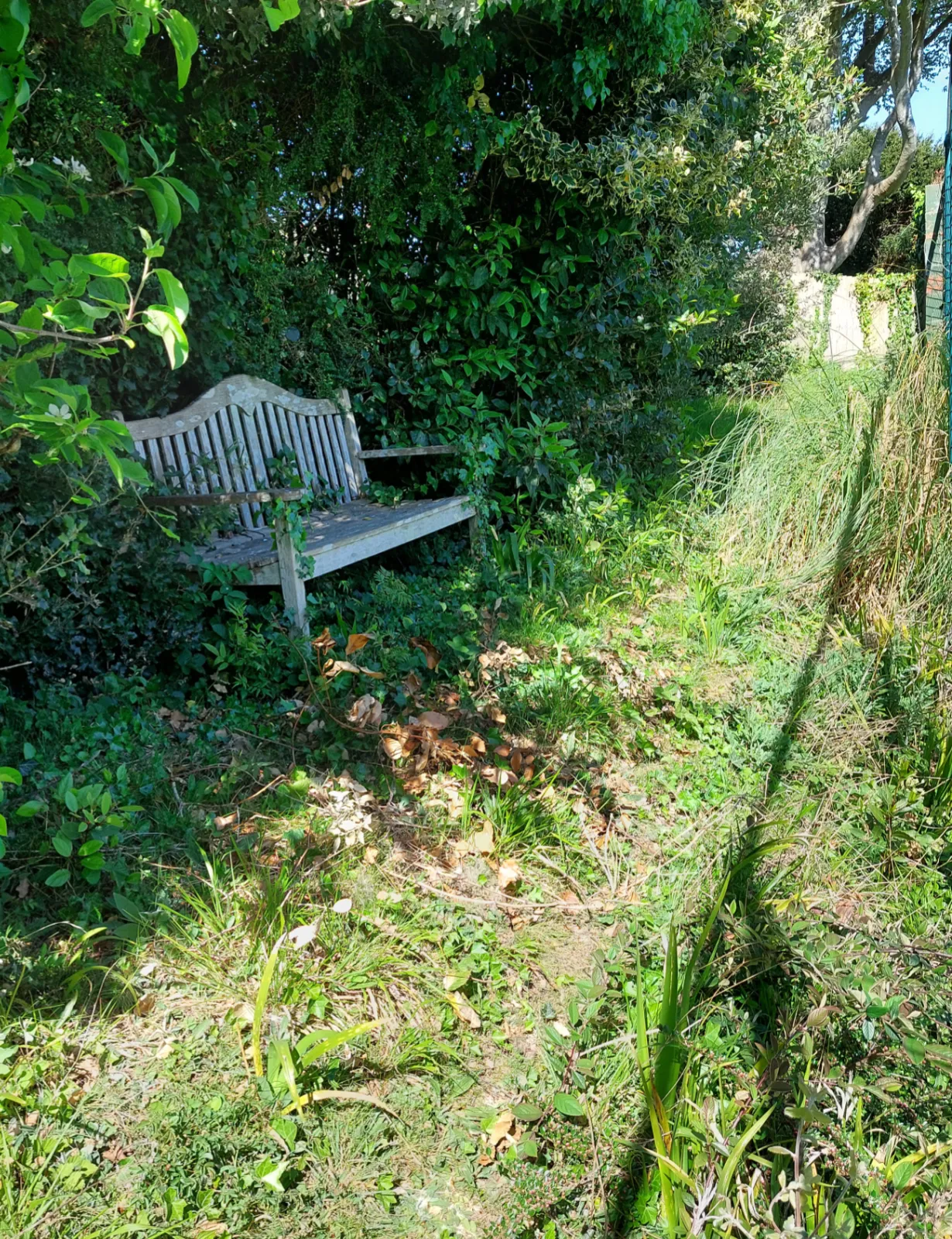 Hedge cutting and tidying
