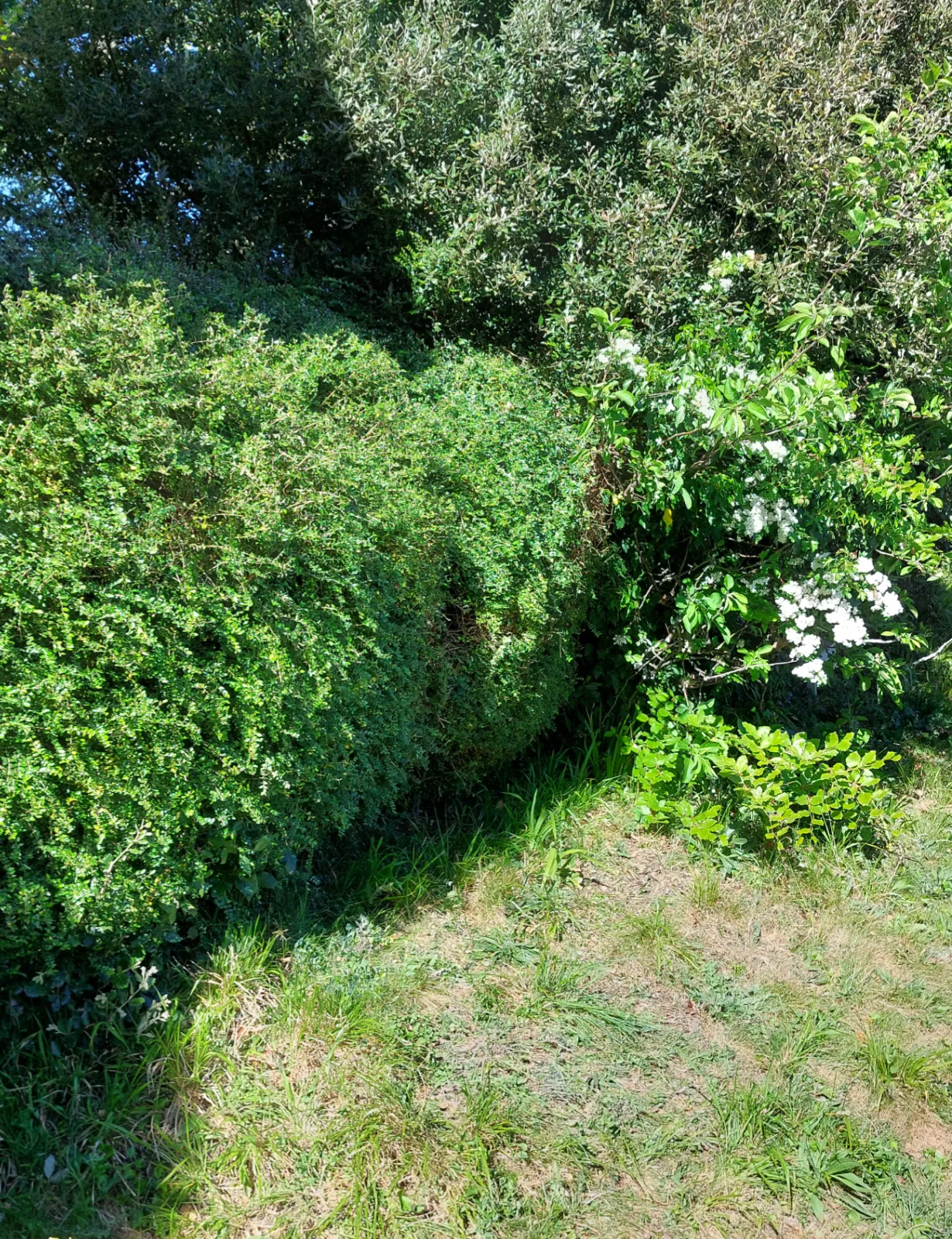 Hedge trimming nearing completion