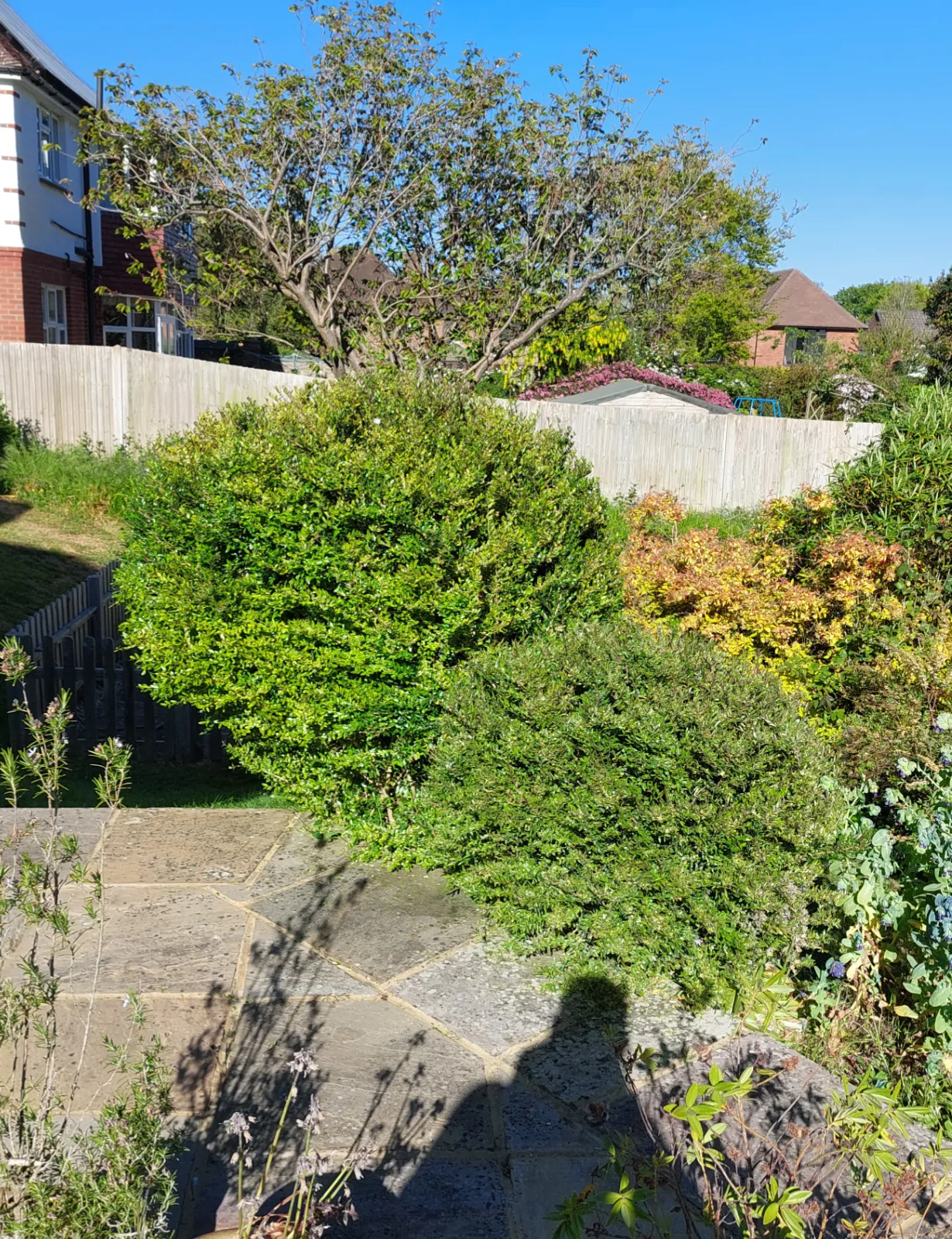 Trimmed garden hedge