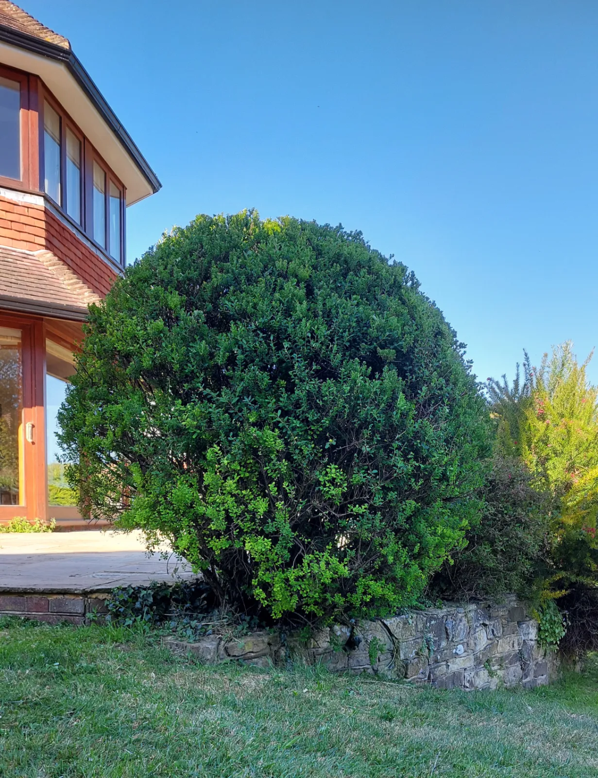 Finished hedge after cutting